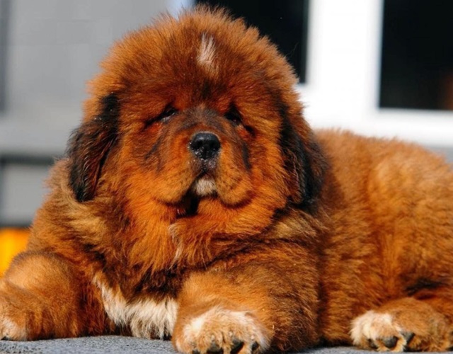 Chó ngao Tây Tạng - Đặc điểm, nguồn gốc, cách nuôi và huấn luyện