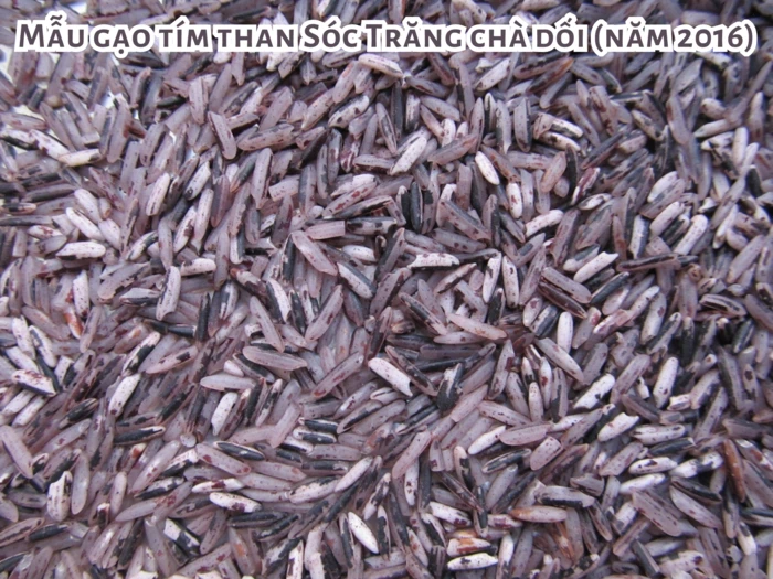 Gạo Nương Tím Tây Bắc là gì? Gạo Nương Tím Có Phải Gạo Lứt Không?