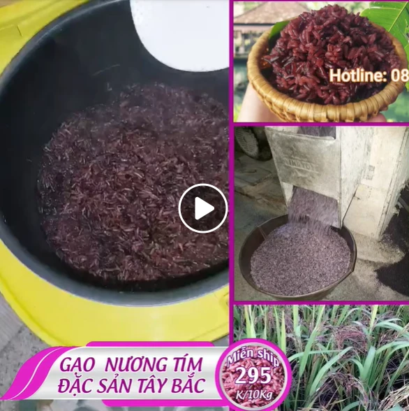 Gạo Nương Tím Tây Bắc là gì? Gạo Nương Tím Có Phải Gạo Lứt Không?