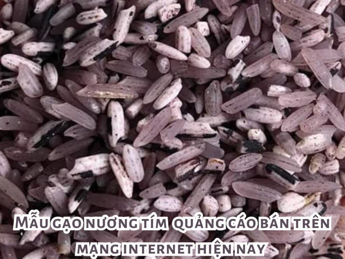 Gạo Nương Tím Tây Bắc là gì? Gạo Nương Tím Có Phải Gạo Lứt Không?