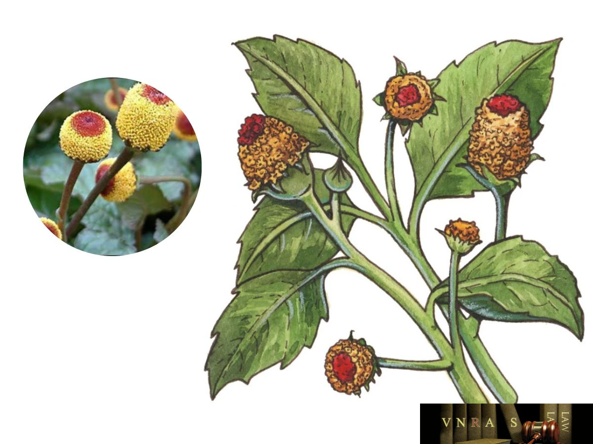 Cây Cúc Áo (Cây Hoa Cúc Áo) – Những cây thuốc và vị thuốc Việt Nam – Đỗ Tất Lợi