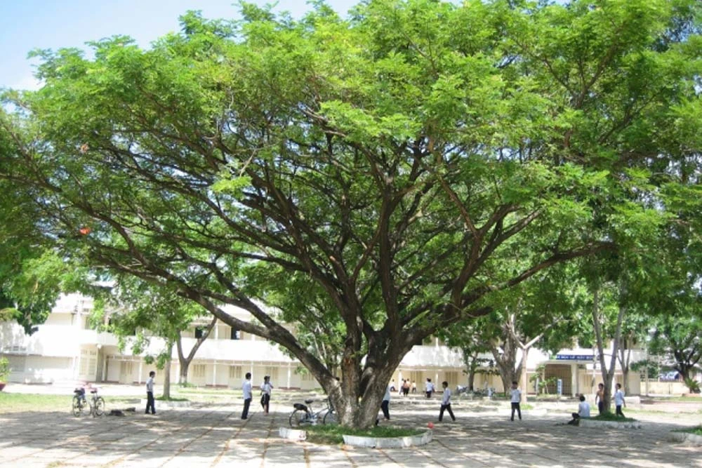 Gỗ me tây: Đặc điểm và ứng dụng trong xây dựng