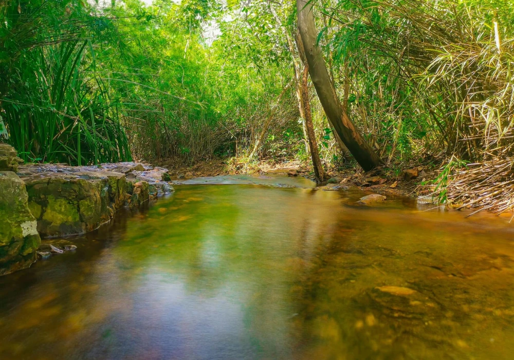 Khám Phá Vẻ Đẹp Suối Trúc Tây Ninh