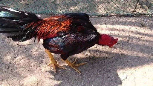 Cách trị gà khò khè bằng thuốc tây hiệu quả nhất