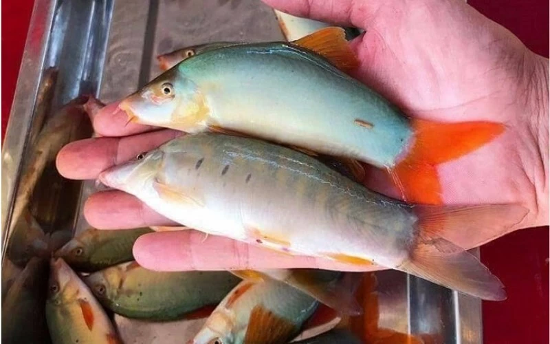 Khám Phá Cá Heo Miền Tây: Đặc Điểm và Môi Trường Sống