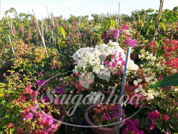 Cây Bông Giấy Hồng Phớt