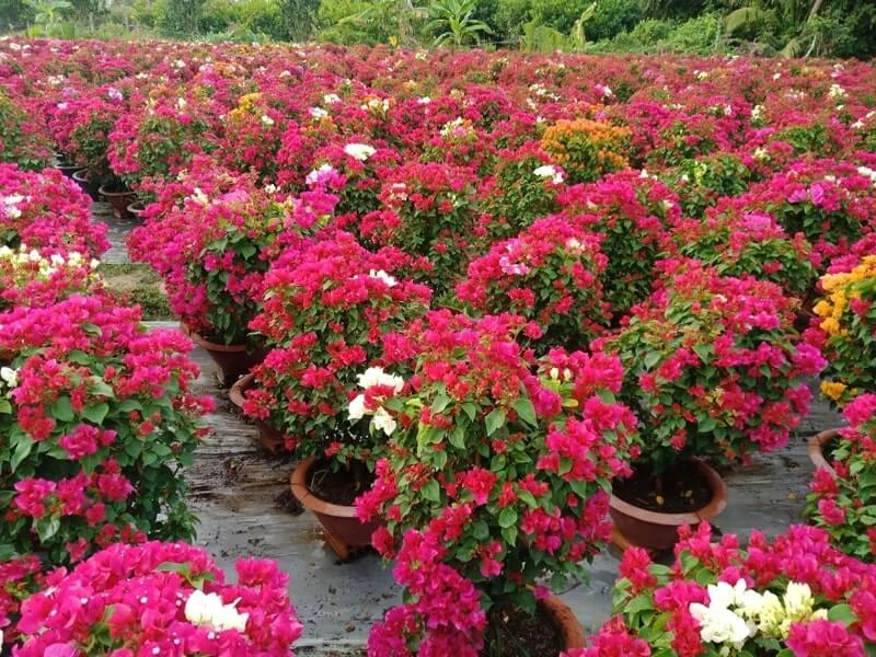 Cây hoa giấy hợp tuổi gì? Mệnh gì? Ý nghĩa và cách trồng