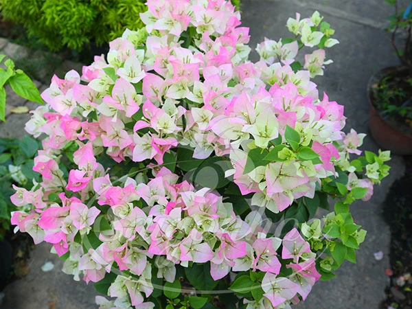 Cây Bông Giấy Hồng Phớt