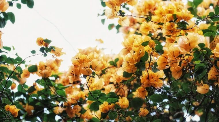 Cây hoa giấy: Ý nghĩa, cách trồng và chăm sóc