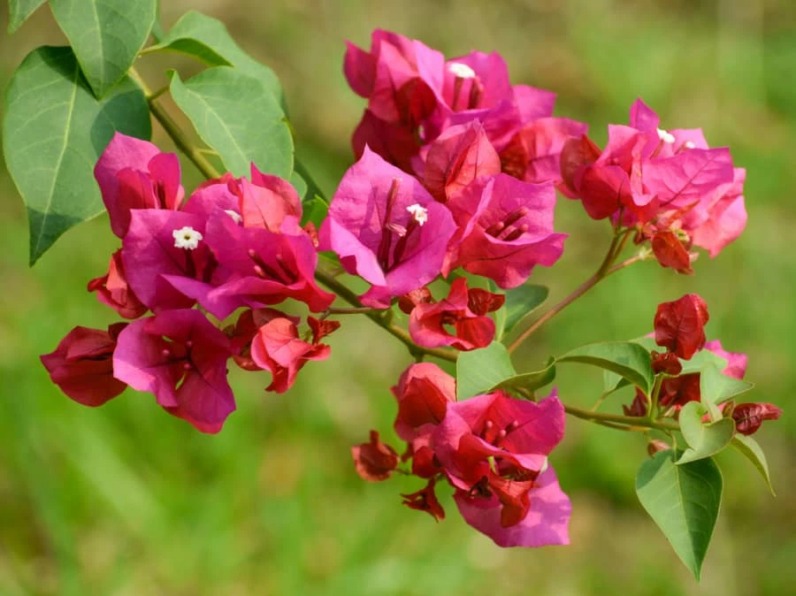 Cây hoa giấy: Ý nghĩa, cách trồng và chăm sóc