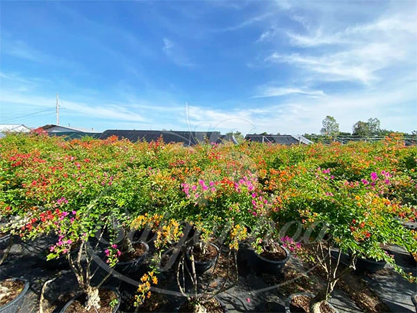 Cây Bông Giấy Hồng Phớt
