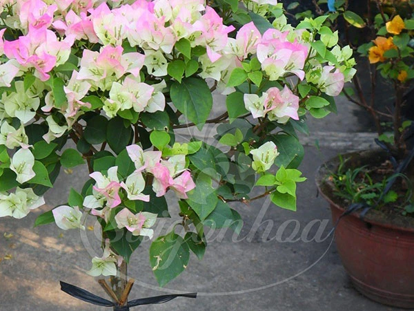 Cây Bông Giấy Hồng Phớt