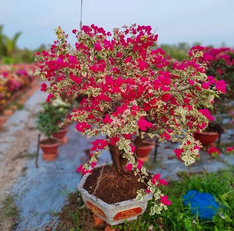 Cây hoa giấy hợp tuổi gì? Mệnh gì? Ý nghĩa và cách trồng