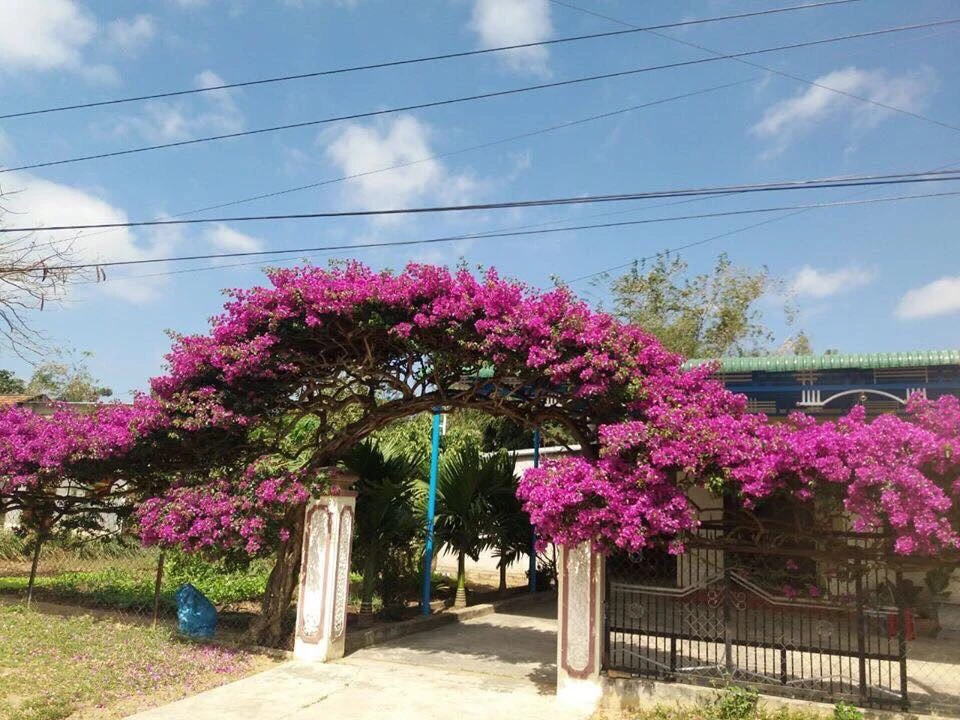 Cây hoa giấy: Ý nghĩa, cách trồng và chăm sóc