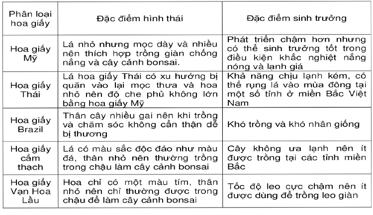 Khám Phá Hoa Giấy Mỹ Đẹp và Đặc Sắc