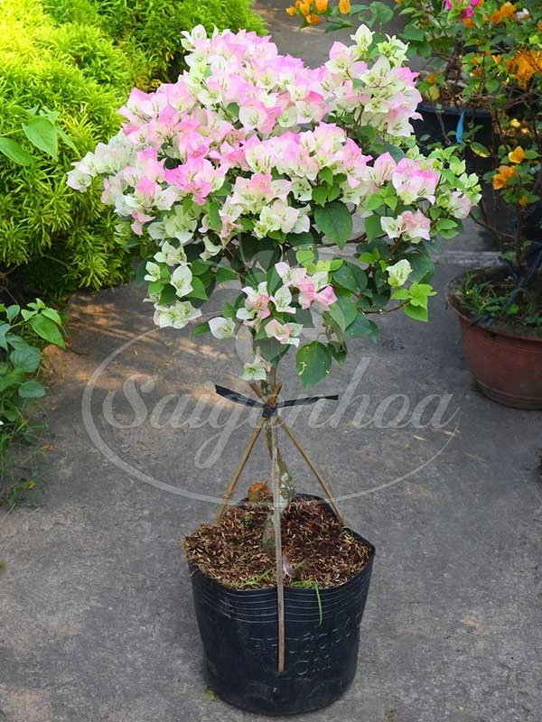 Hoa giấy sakura - Nét đẹp nổi bật trong không gian sống