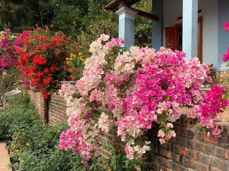 Cây hoa giấy hợp tuổi gì? Mệnh gì? Ý nghĩa và cách trồng