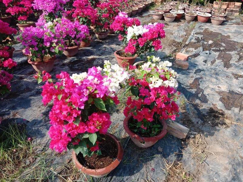 Cây hoa giấy hợp tuổi gì? Mệnh gì? Ý nghĩa và cách trồng