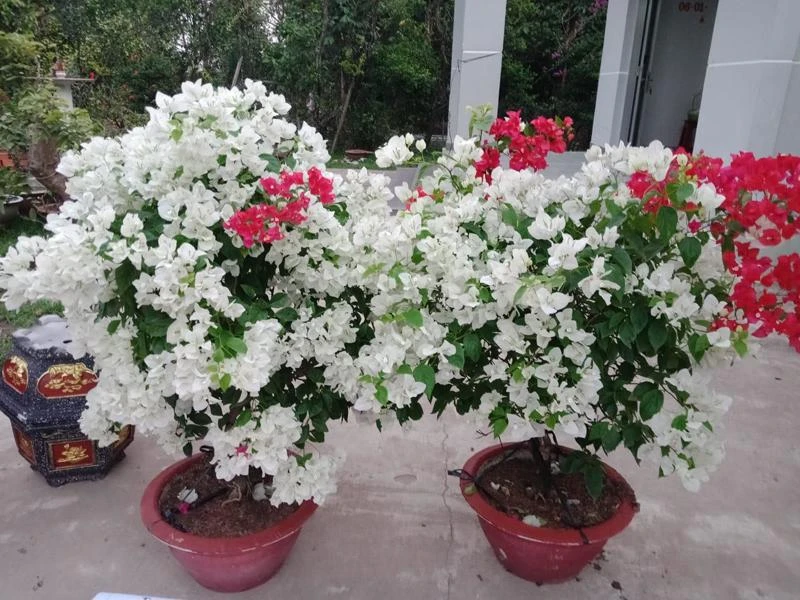 Cây hoa giấy hợp tuổi gì? Mệnh gì? Ý nghĩa và cách trồng