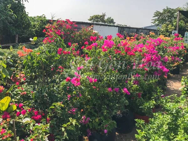 Cây Bông Giấy Hồng Phớt