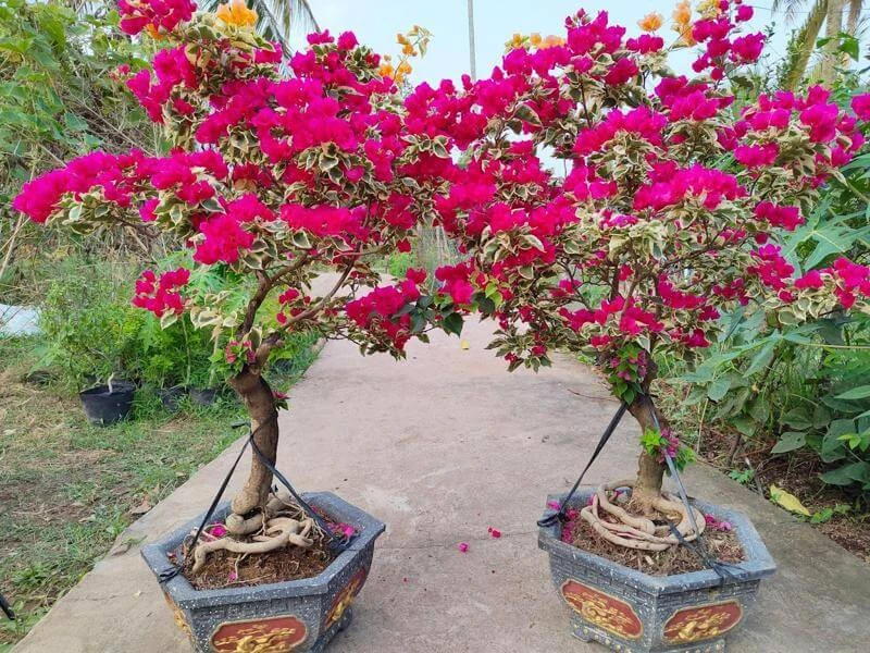 Cây hoa giấy hợp tuổi gì? Mệnh gì? Ý nghĩa và cách trồng