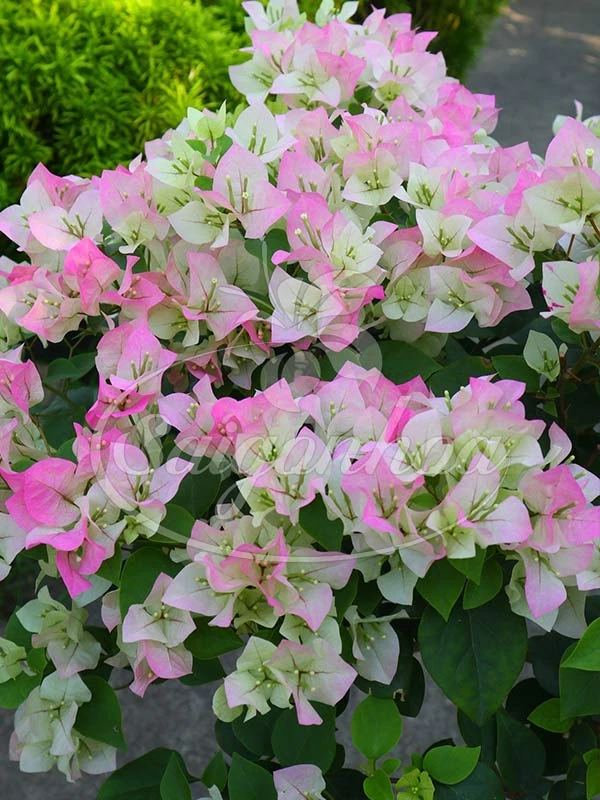 Cây Bông Giấy Hồng Phớt