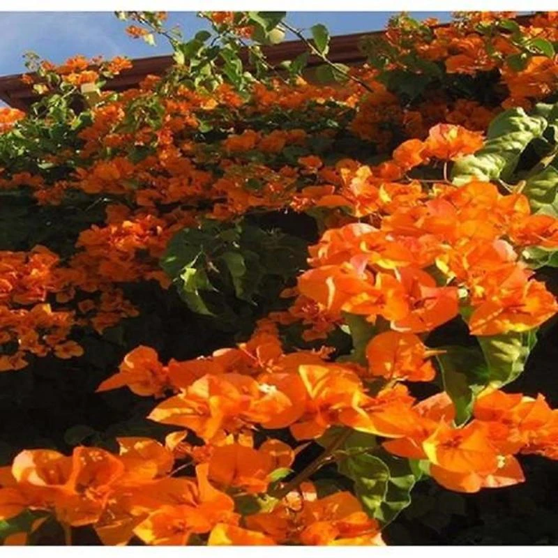 Cây hoa giấy hợp tuổi gì? Mệnh gì? Ý nghĩa và cách trồng