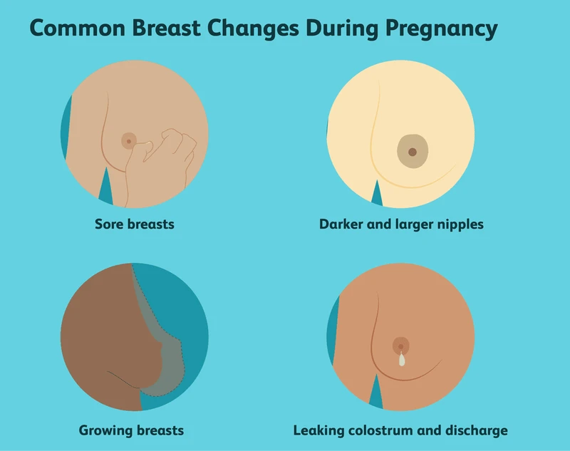 Hình ảnh nhũ hoa khi mới mang thai cần biết