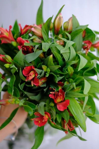 Hoa Thủy Tiên - Sứ Giả Của May Mắn Và Hạnh Phúc