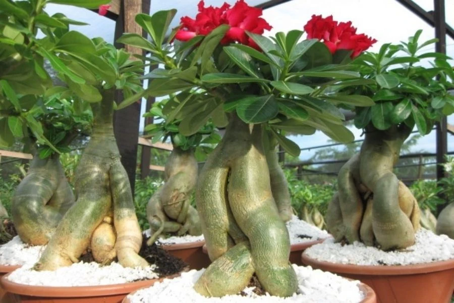 Cây Sứ: Ý Nghĩa - Cách Trồng Và Chăm Sóc Ra Sao?