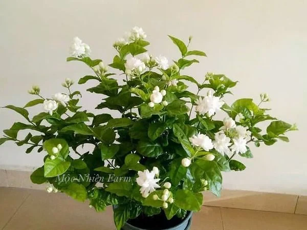 Hoa lài ta kép (nhài ta) E1