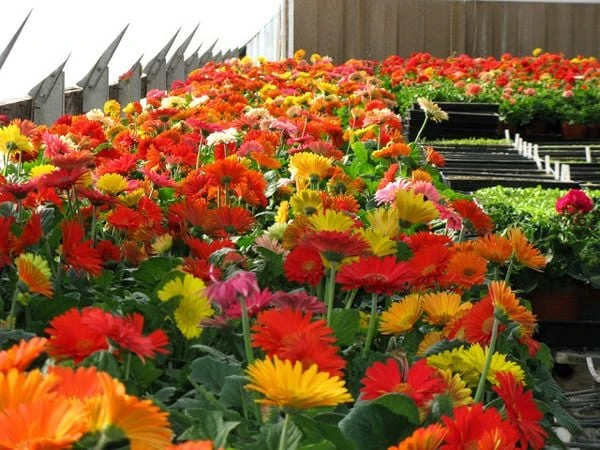 CHĂM SÓC VÀ TRỒNG HOA ĐỒNG TIỀN BỘI THU MÙA TẾT: KỸ THUẬT VÀ YÊU CẦU MÔI TRƯỜNG 