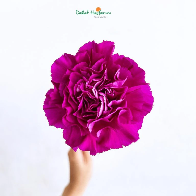 4 Ý nghĩa về hoa Cẩm Chướng (hoa Phăng) có thể bạn chưa biết