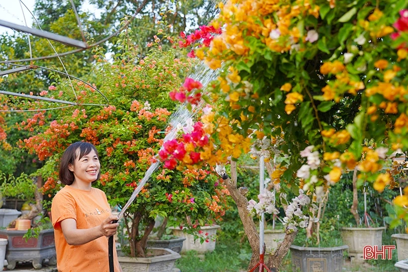 Ngắm dàn hoa giấy rực rỡ nơi miền nông thôn mới Nghi Xuân | Cổng TTĐT tỉnh Hà Tĩnh