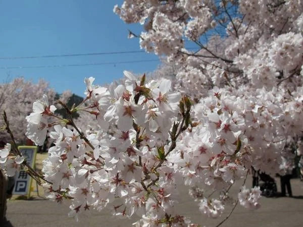 10 LOẠI HOA ANH ĐÀO PHỔ BIẾN TẠI NHẬT BẢN | Tin tức | Samurai Tour