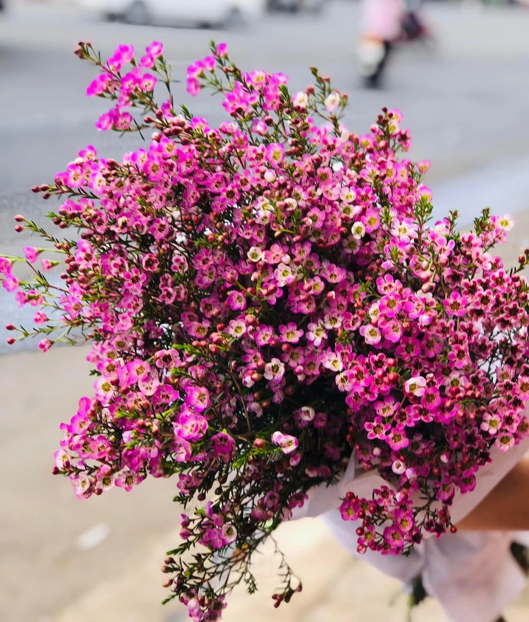 Đặc Điểm Và Ý Nghĩa Của Hoa Thanh Liễu