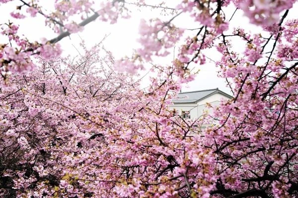 Hoa đào - Ý nghĩa, cách trồng, chăm sóc đào ra hoa đúng Tết 