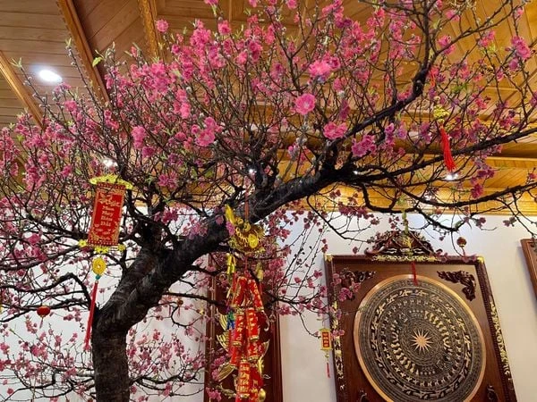 Hoa đào - Ý nghĩa, cách trồng, chăm sóc đào ra hoa đúng Tết 