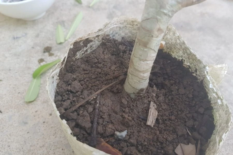 Cây Sứ: Ý Nghĩa - Cách Trồng Và Chăm Sóc Ra Sao?