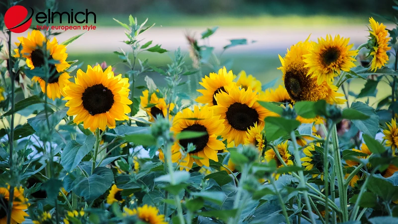 Bật mí ý nghĩa và tác dụng của hoa hướng dương trong cuộc sống