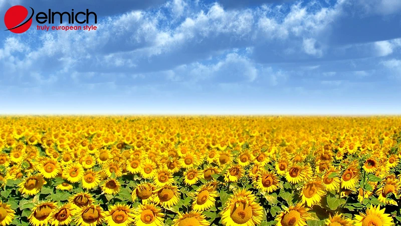 Bật mí ý nghĩa và tác dụng của hoa hướng dương trong cuộc sống