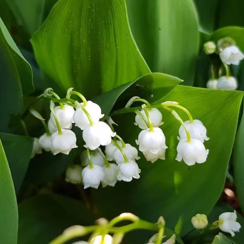 HOA LINH LAN - HƯƠNG THƠM THUẦN KHIẾT