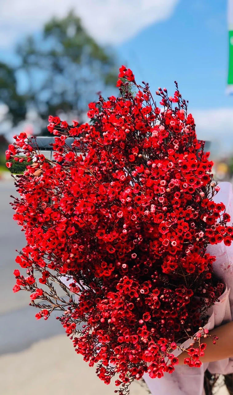 Đặc Điểm Và Ý Nghĩa Của Hoa Thanh Liễu