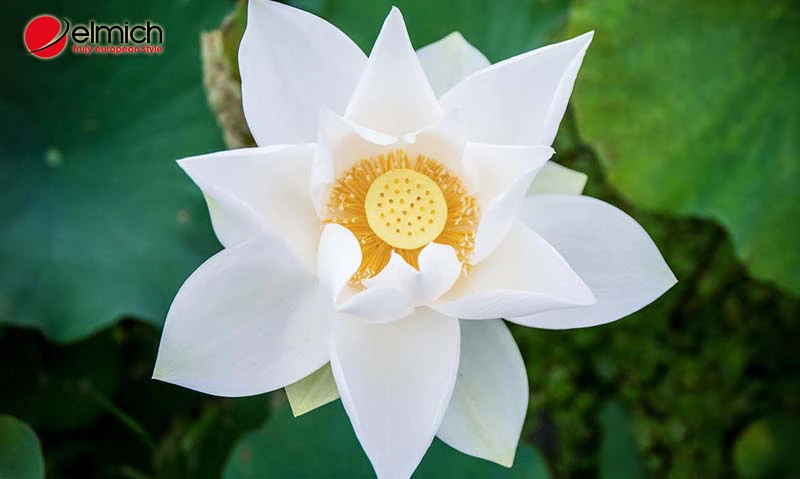 Hoa sen trắng có ý nghĩa gì? Các loại hoa và cách trồng hoa sen trắng