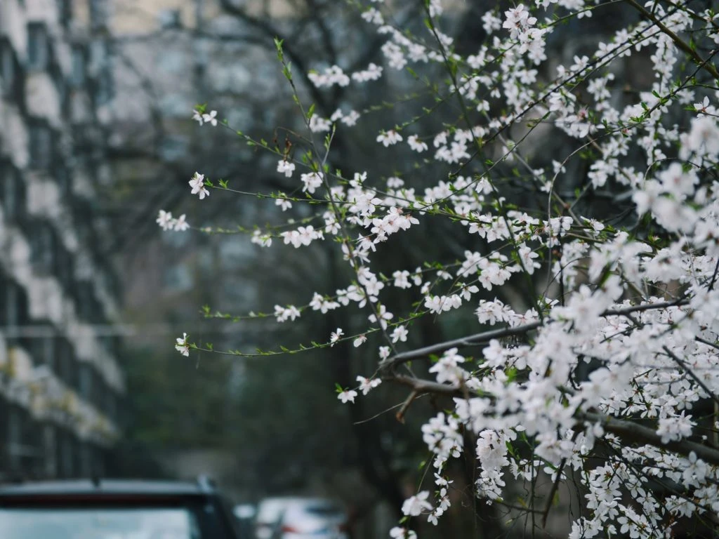 [Giải đáp] Đặc điểm, nguồn gốc và ý nghĩa đặc biệt của hoa tuyết mai