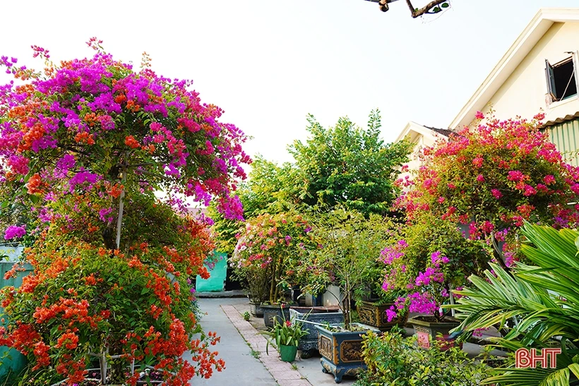 Khám Phá Giàn Hoa Giấy Đầy Sắc Màu Tại Xuân Thành