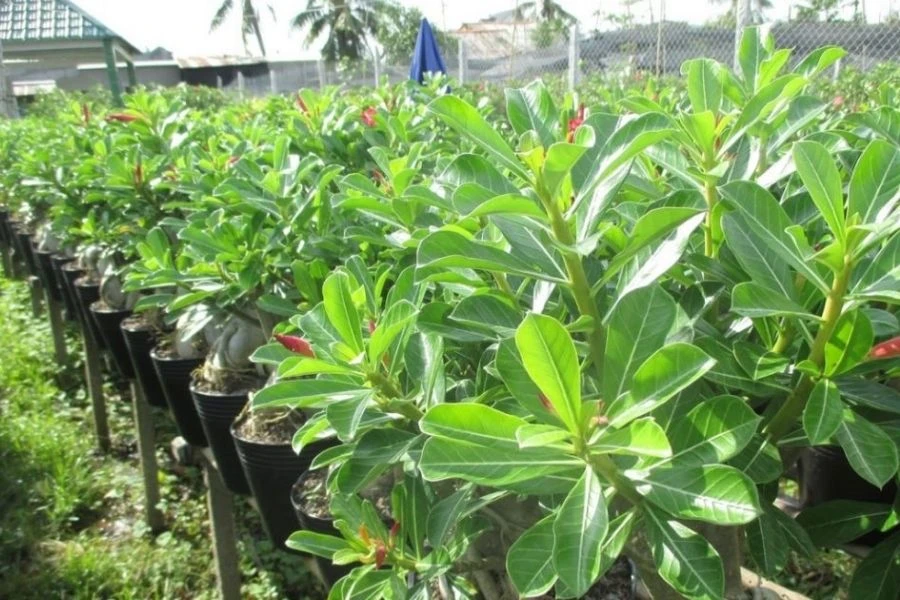 Cây Sứ: Ý Nghĩa - Cách Trồng Và Chăm Sóc Ra Sao?