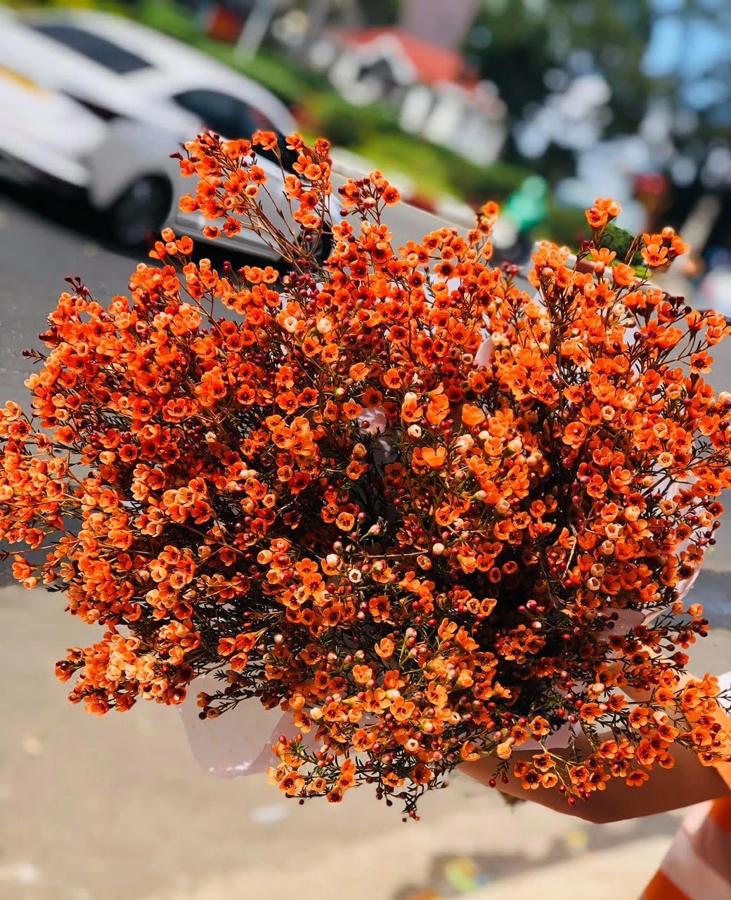 Đặc Điểm Và Ý Nghĩa Của Hoa Thanh Liễu