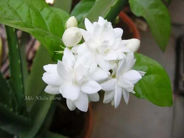 Hoa lài ta kép (nhài ta) E1