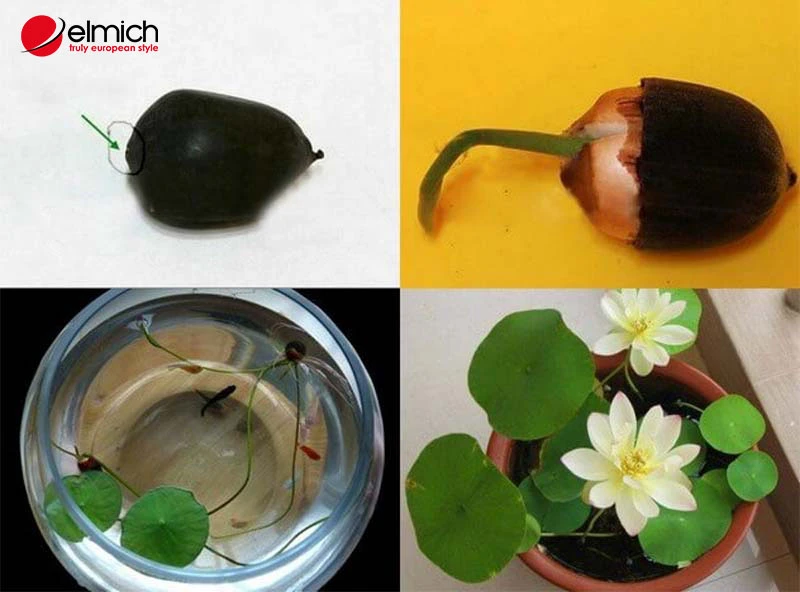 Hoa sen trắng có ý nghĩa gì? Các loại hoa và cách trồng hoa sen trắng